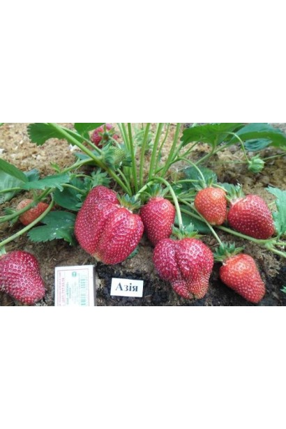 Полуниця Азія